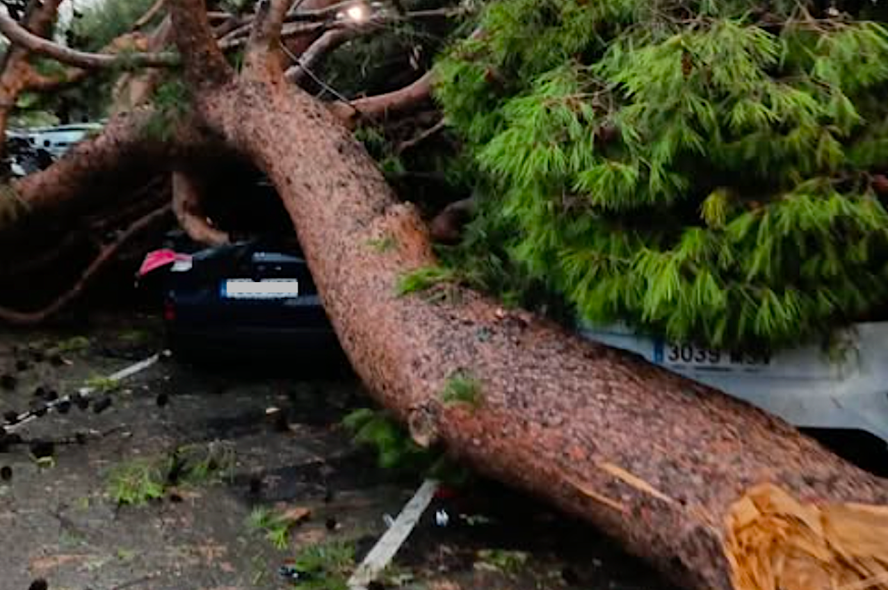 Arbre caigut sobre un cotxe a Alcoi | Ajuntament d'Alcoi