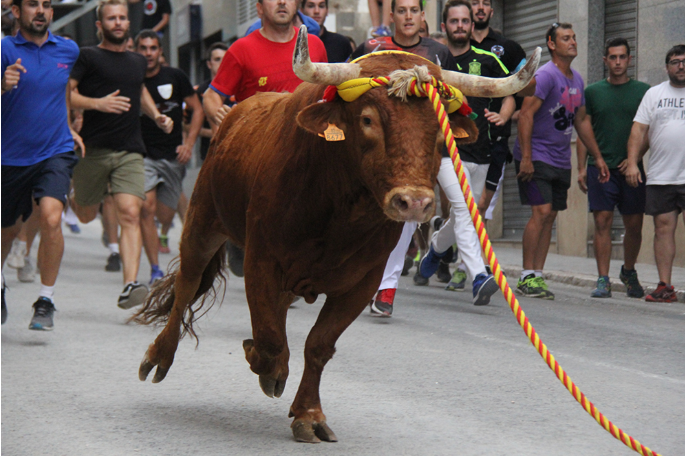 Bou amb corda