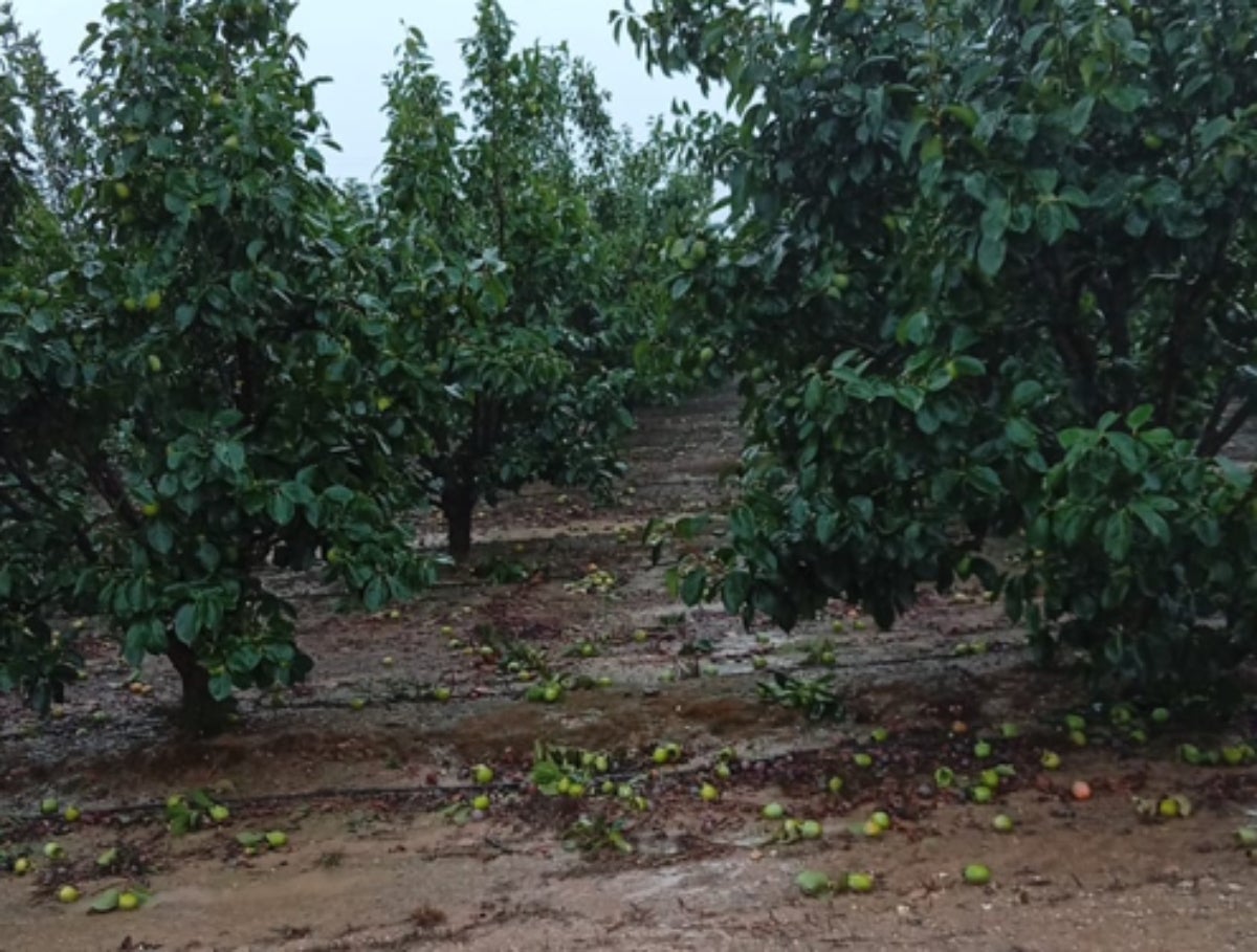 El vent i la pedra han afectat els arbres de caqui, cítrics i melons, entre altres