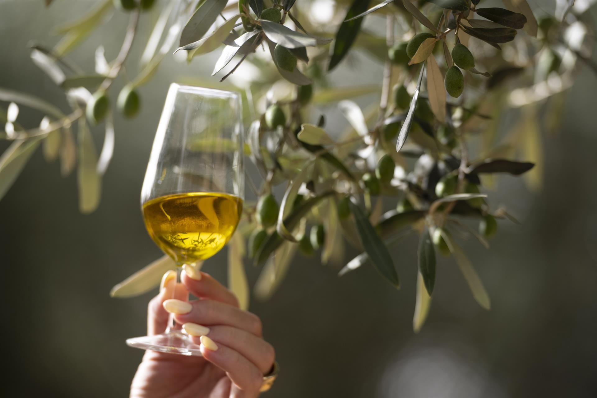 Imatge de recurs d'oli i oliveres a Castelló | Diputació de Castelló