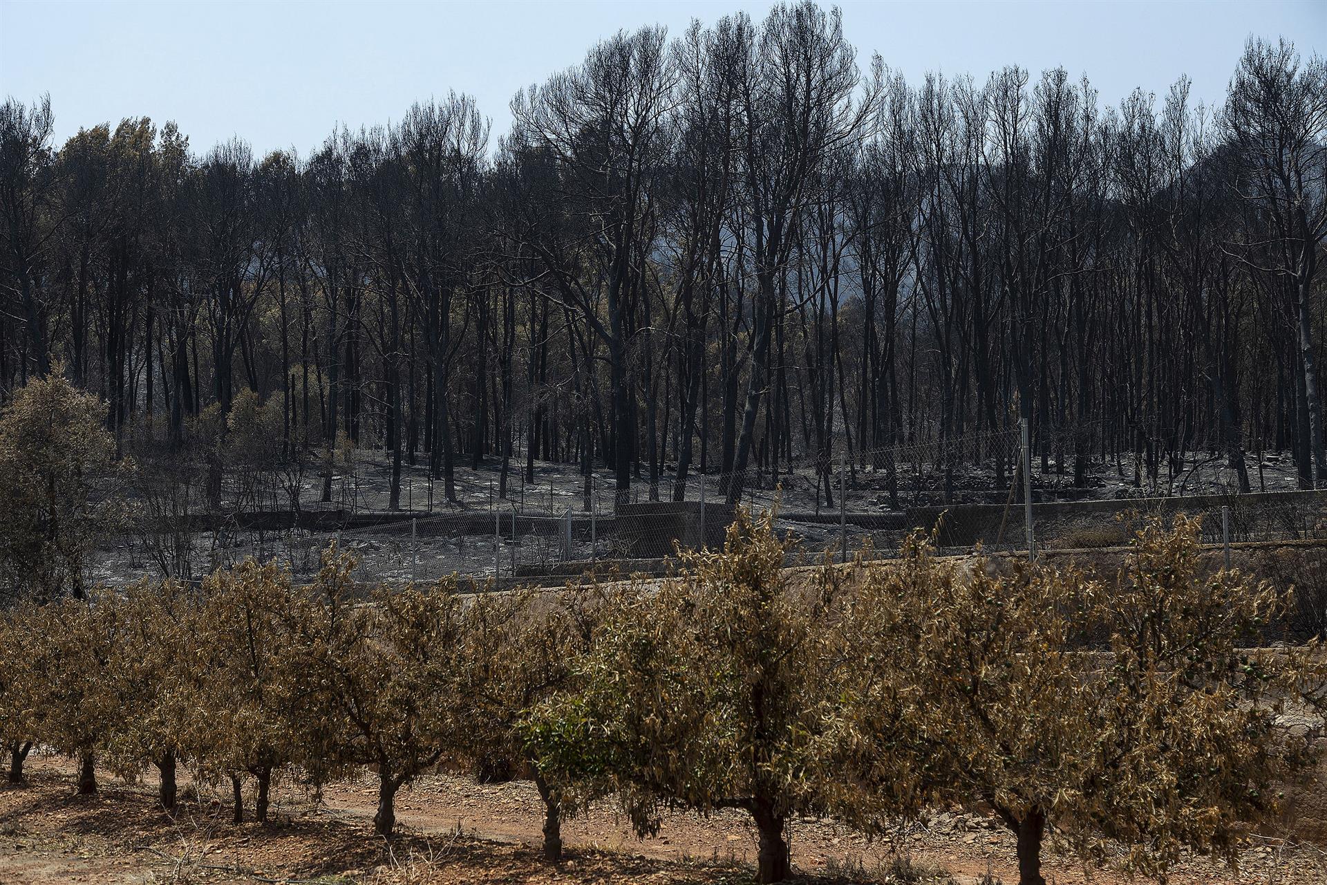 Arbres cremats en l'incendi declarat a la Vall d'Uixò, juliol del 2026 | Ángel Sánchez | EP