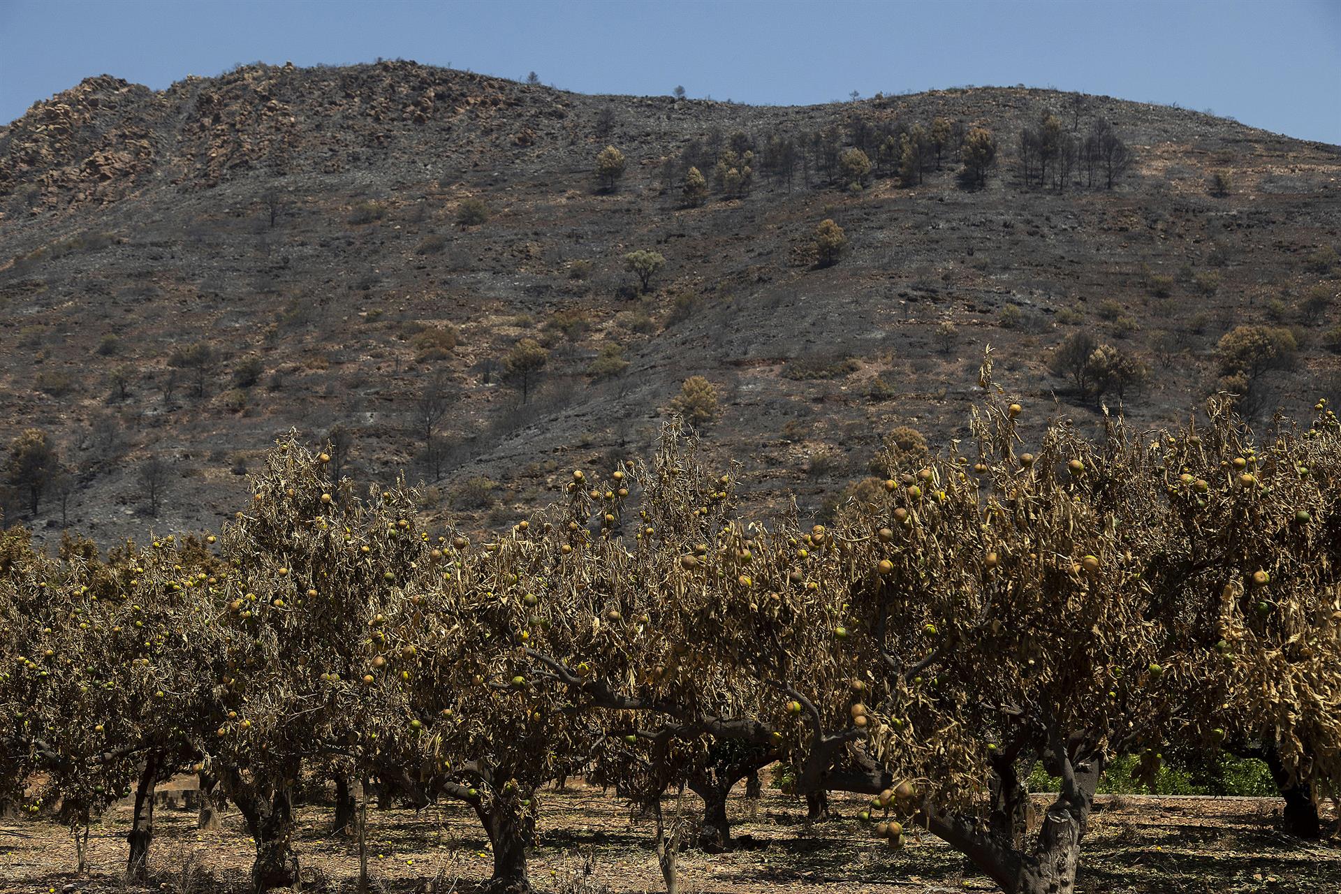 Arbres cremats en l'incendi declarat a la Vall d'Uixò, juliol del 2026 | Ángel Sánchez | EP
