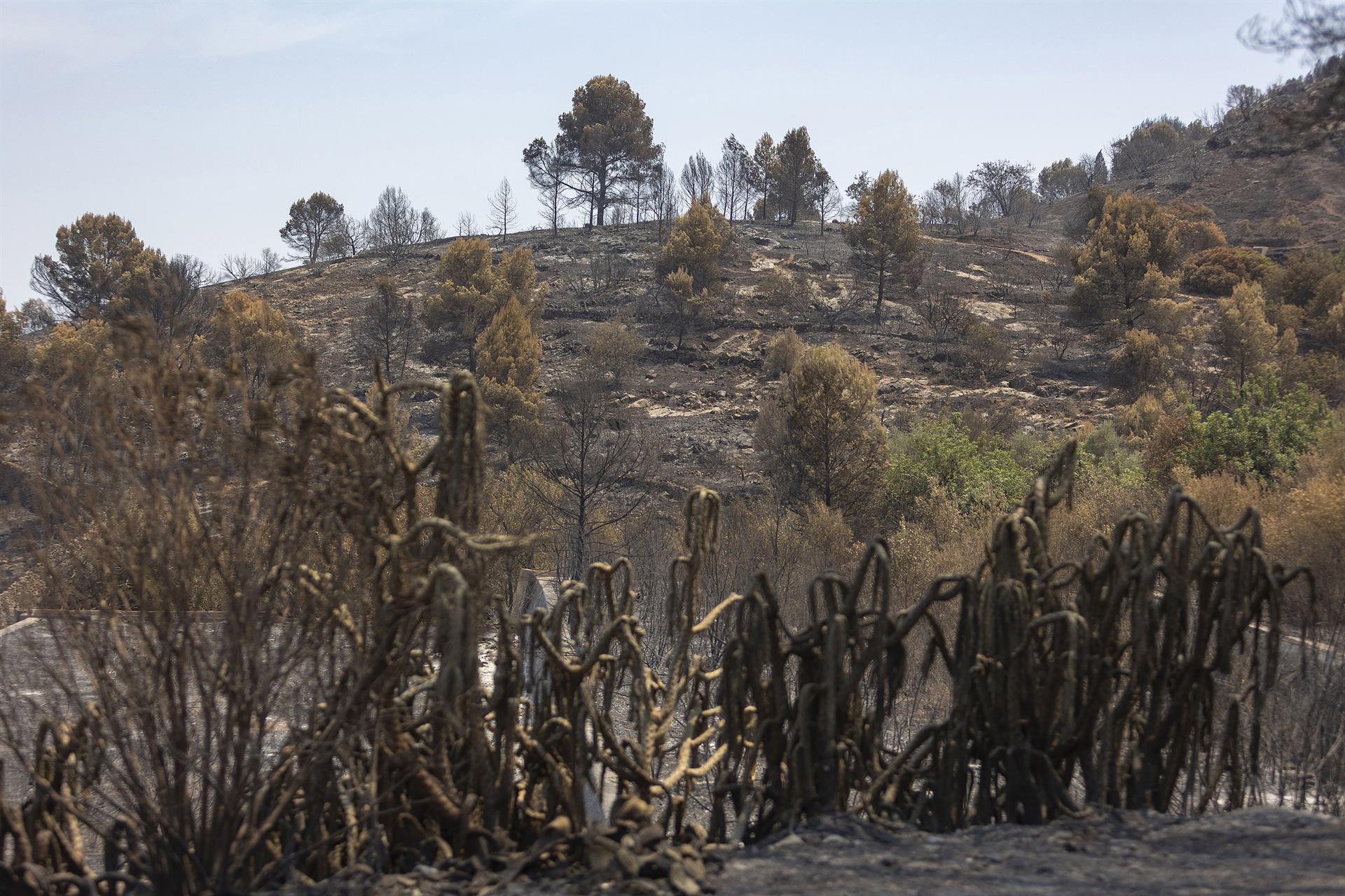 Àrea afectada per l'incendi declarat a la Vall d'Uixó el 25 de juliol del 2026 | Ángel Sánchez | EP