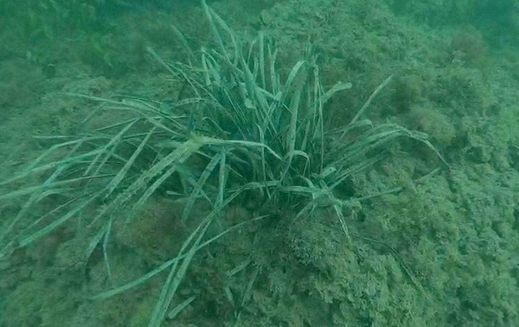 Praderia de posidònia oceànica a Cullera | EP
