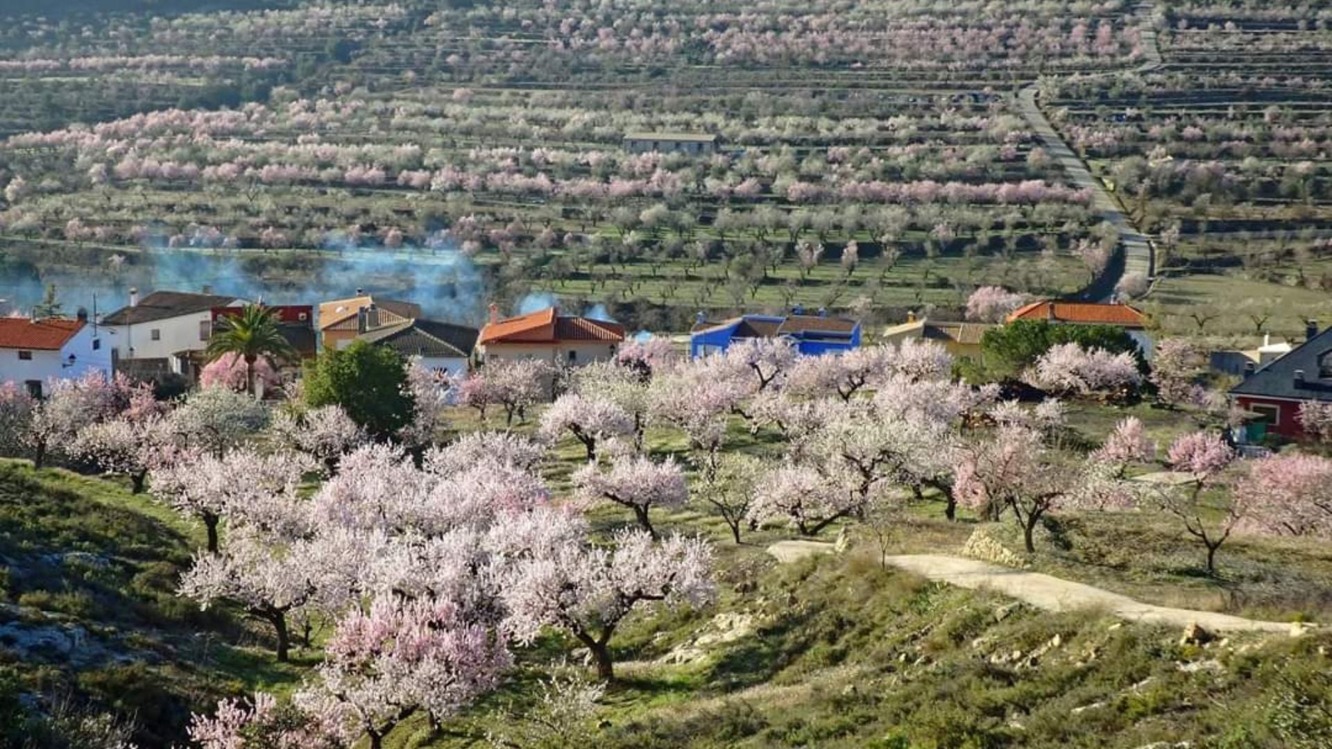 Fageca amb els atmetlers en flor | Mancomunitat del Comtat
