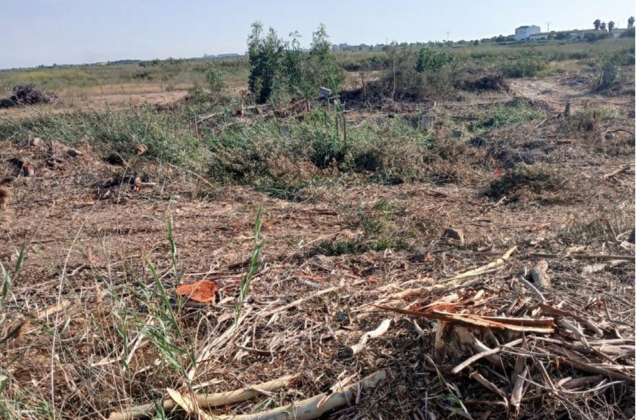 Destrució total dels arbres, en una imatge de només fa uns dies | AE-Agró