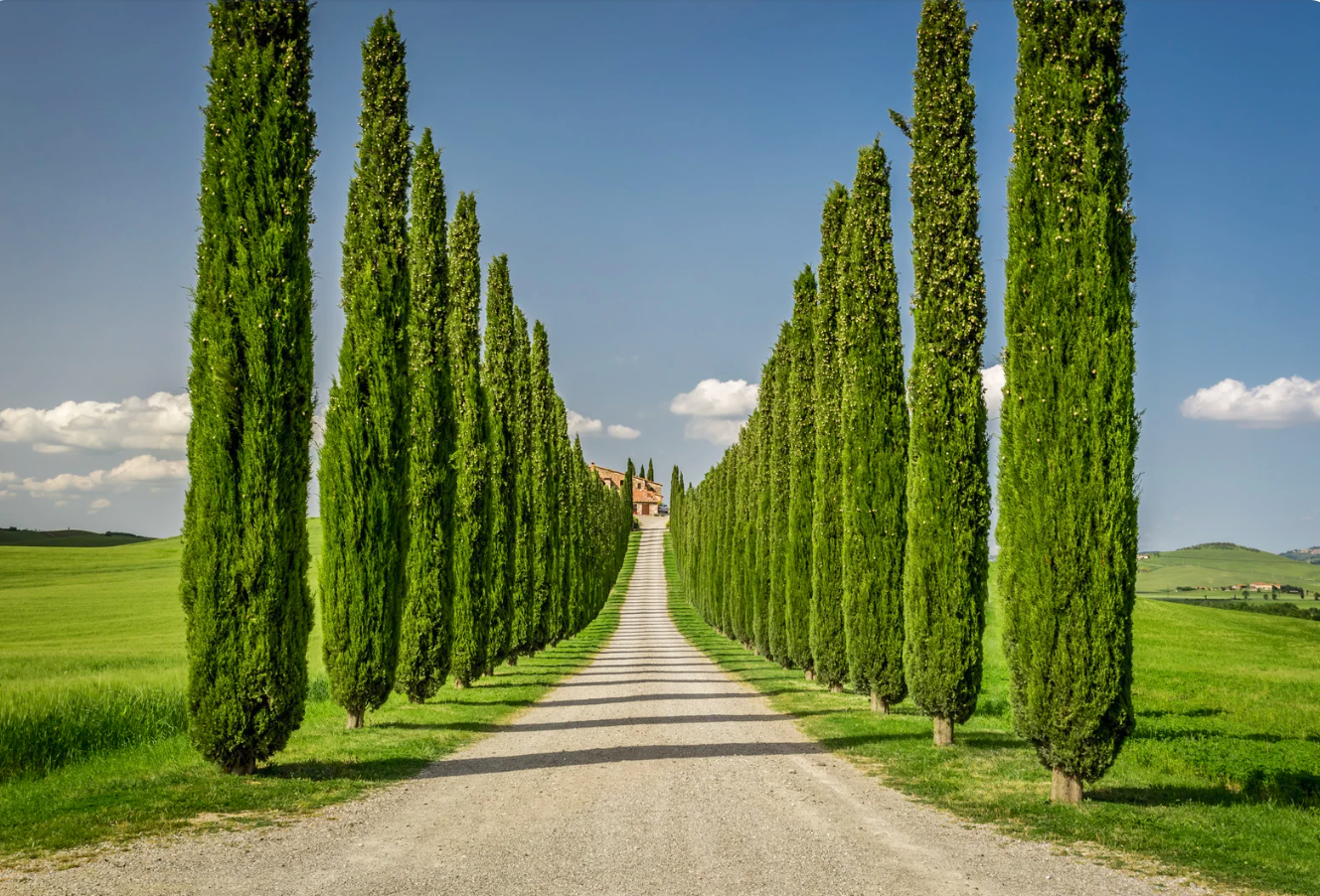 Xiprers en un camí a la Toscana