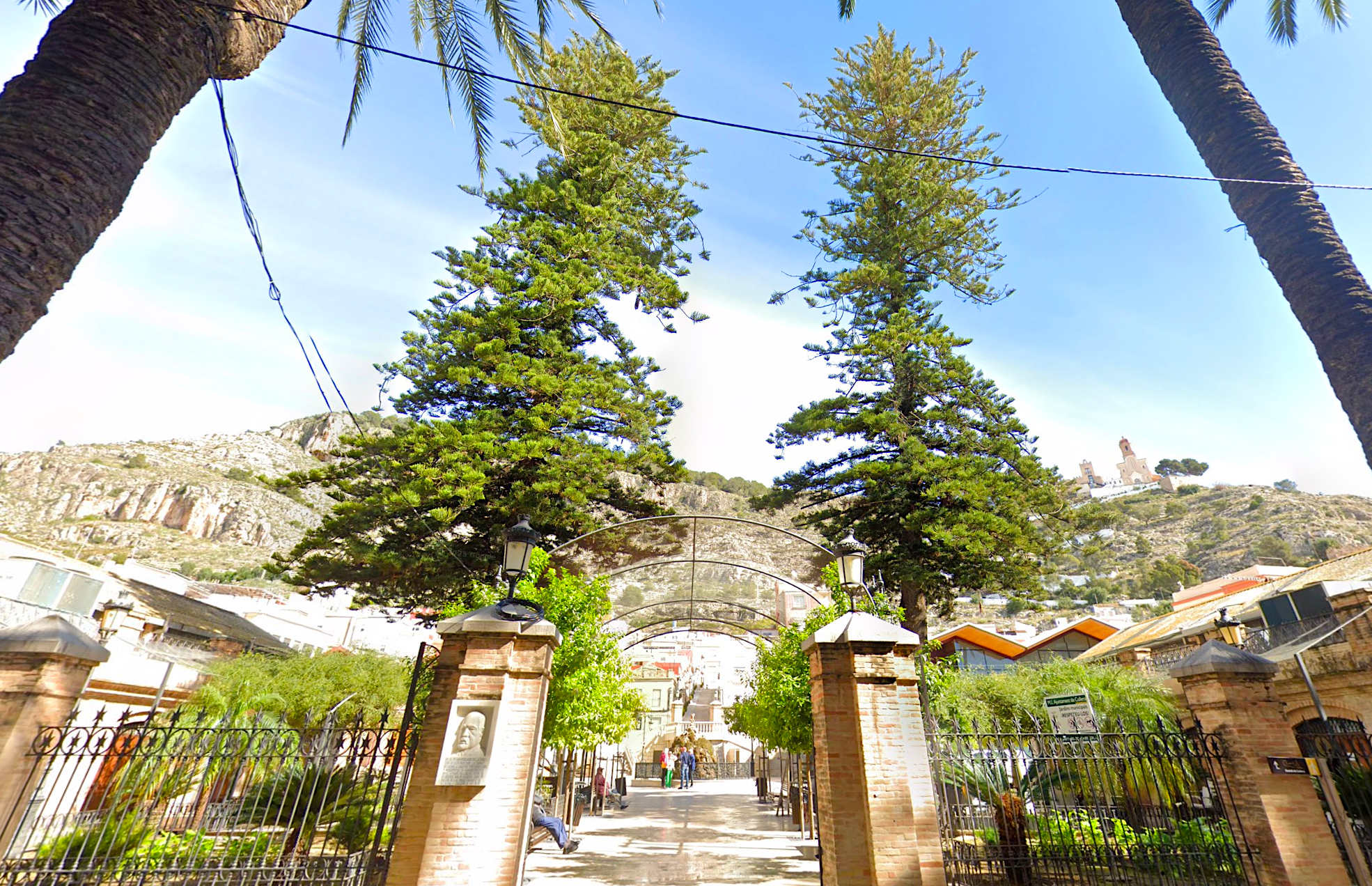 Araucàries del Mercat de Cullera