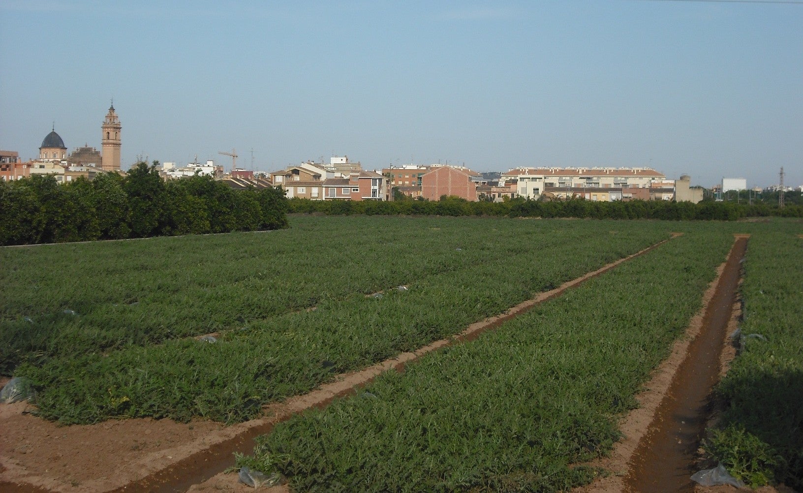 Panoràmica de l'Horta de Foios.
