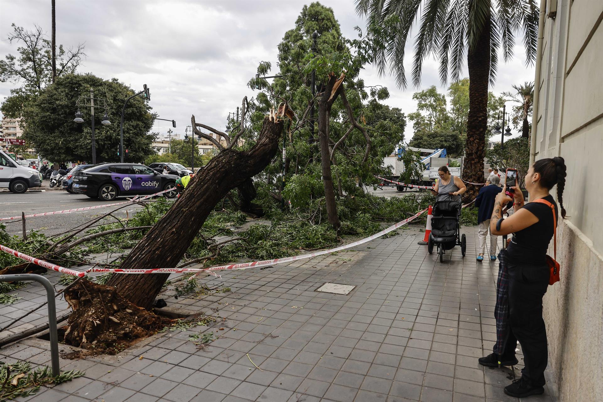 Un arbre tombat a causa de les tempestes | Rober Solsona | EP