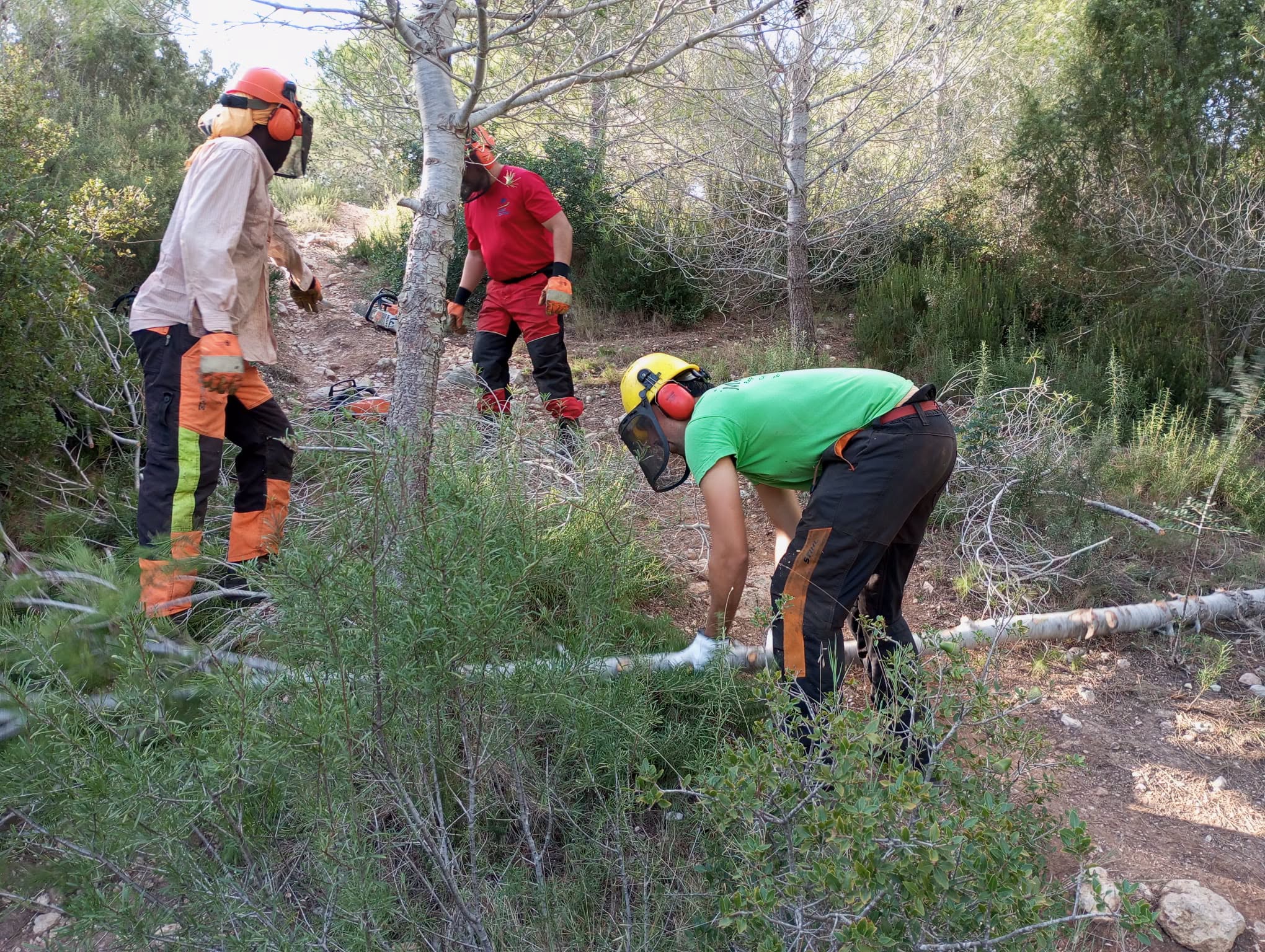 Tereballs de prevenció forestal a l'Olleria, aquesta setmana.