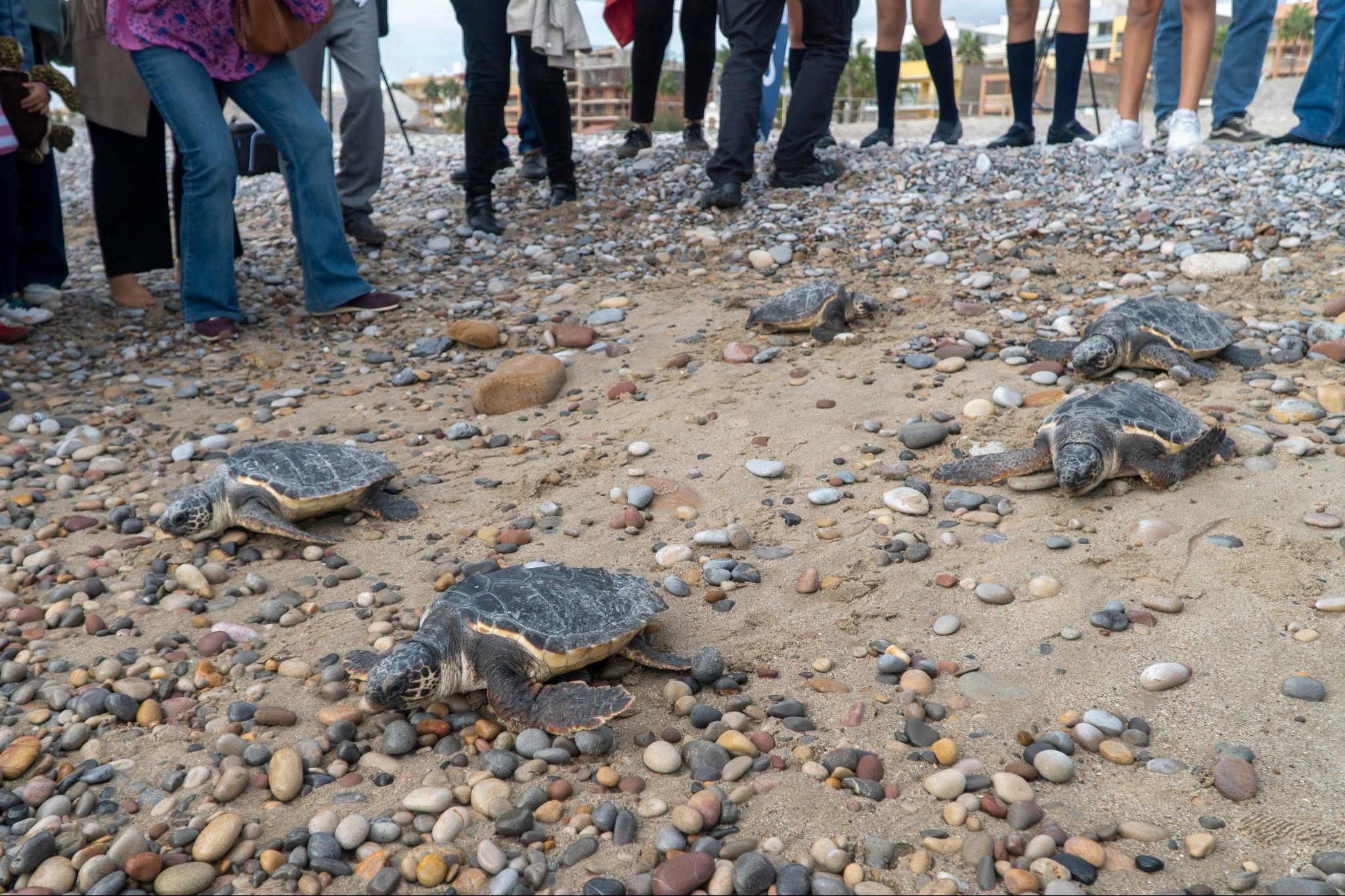 Exemplars adults de tortugues babaues, tornen a la mar en la platja de l'Alcúdia de Nules | Ajuntament de Nules