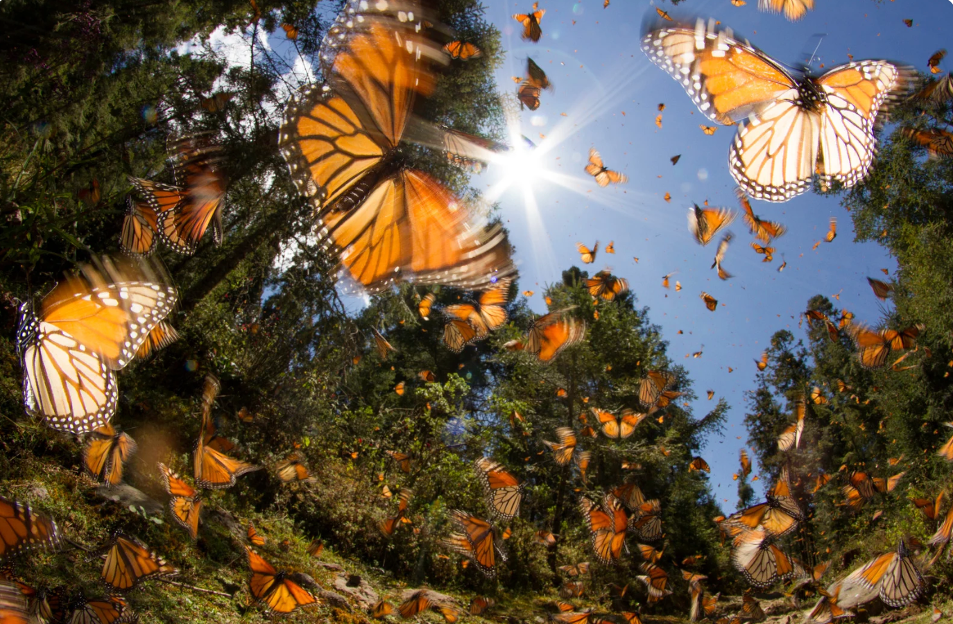 Papallones monarca (Danaus plexippus)
