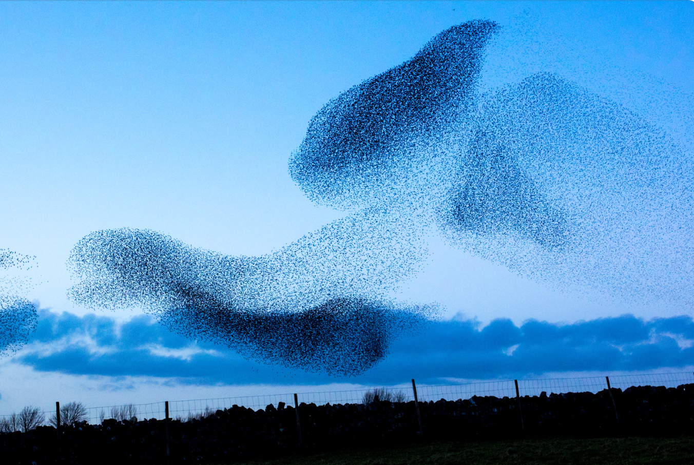 Estol d'estornells