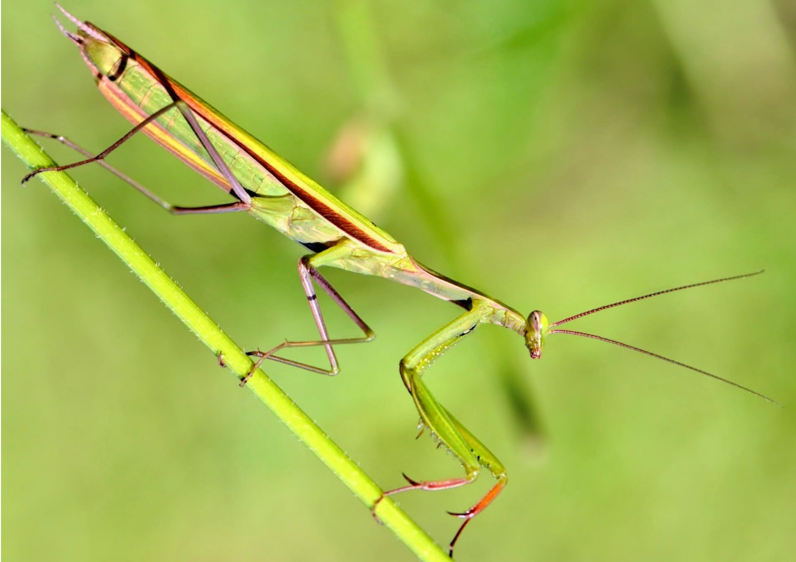 Mantis religiosa