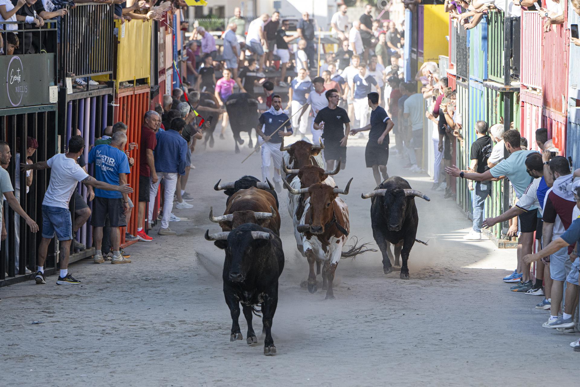 Bous al carrer | EP